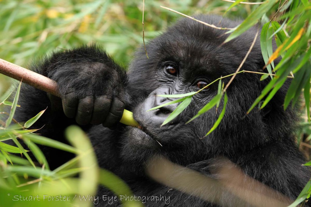 SF_Rwanda_Gorilla_030